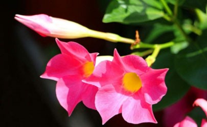 Can the fragrant vine be grown indoors? 