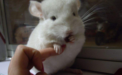 How do chinchillas survive the winter? A