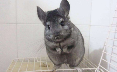 Why does chinchilla not use water when b