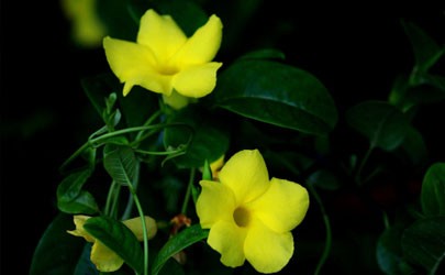Does the fragrant vine need to be pruned