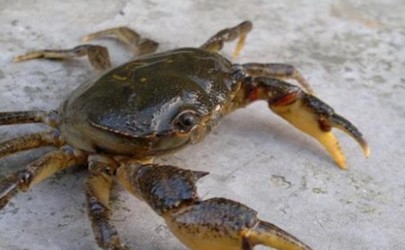 How many hours can a crab survive after 