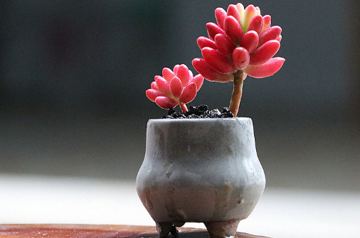 Will cornstones bloom? When is the flowering period of cornstones 3